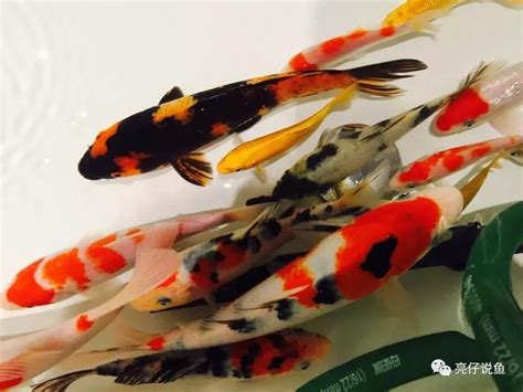 錦鯉魚缸|錦鯉飼養密度及餵食方法